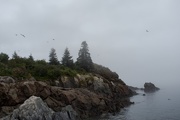 22nd Aug 2015 - Bog Brook Cove Preserve, Cutler, Maine