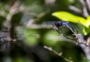 22nd Aug 2015 - Blueberry Dragonfly