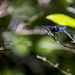 Blueberry Dragonfly by hjbenson