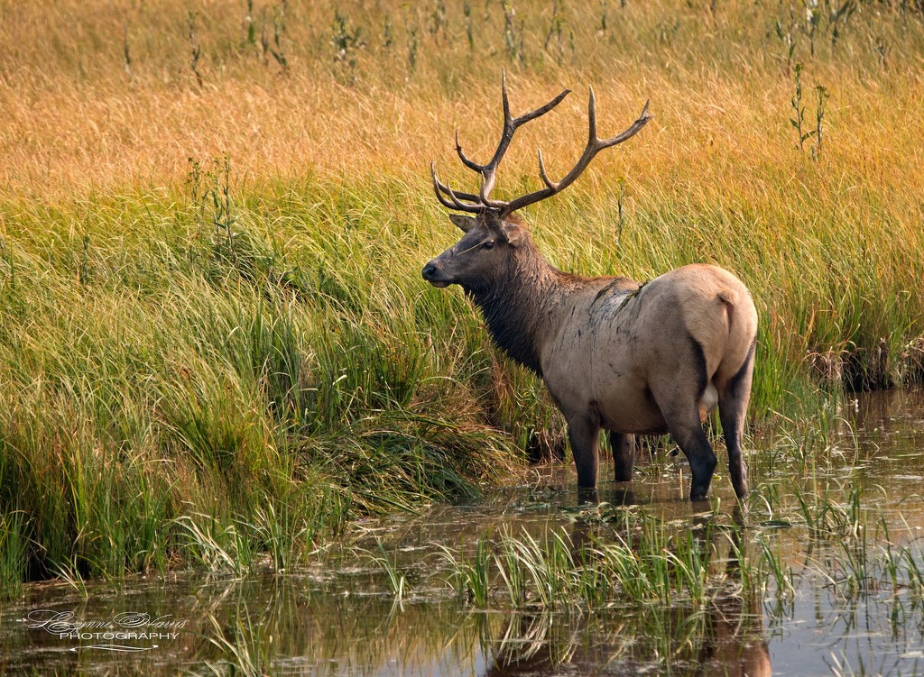 Elk in Yellowstone NP by lynne5477