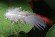 28th May 2015 - A feather