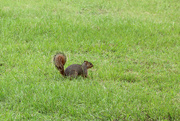 27th May 2015 - Squirrel