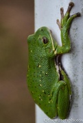 18th Aug 2015 - Tree frog