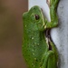 Tree frog by thewatersphotos