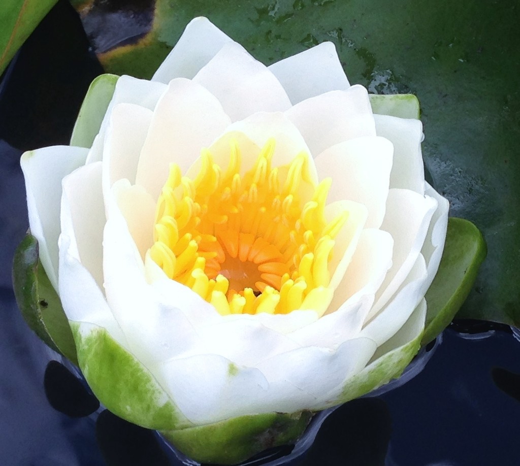 Water lily by anne2013