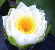 22nd Aug 2015 - Water lily