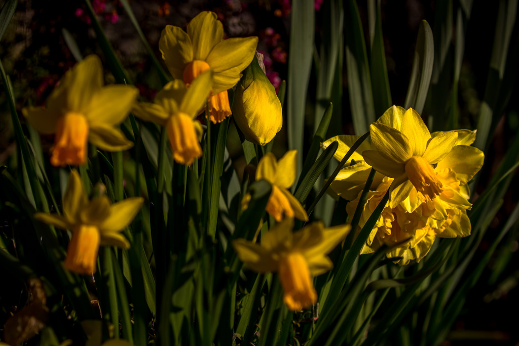 Spot on daffodils by pusspup