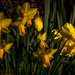 Spot on daffodils by pusspup