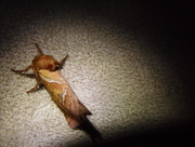 20th Aug 2015 - Moth 