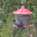 Day 54 - Multicolored Beauty At The Feeder by ravenshoe