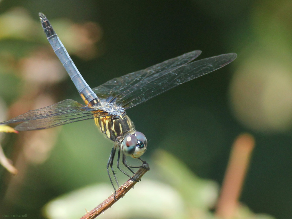 Blue Dasher (male) by rhoing