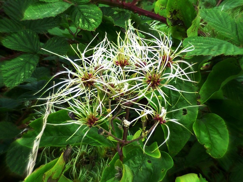 Wild clematis seed heads forming  by julienne1
