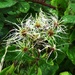 Wild clematis seed heads forming  by julienne1