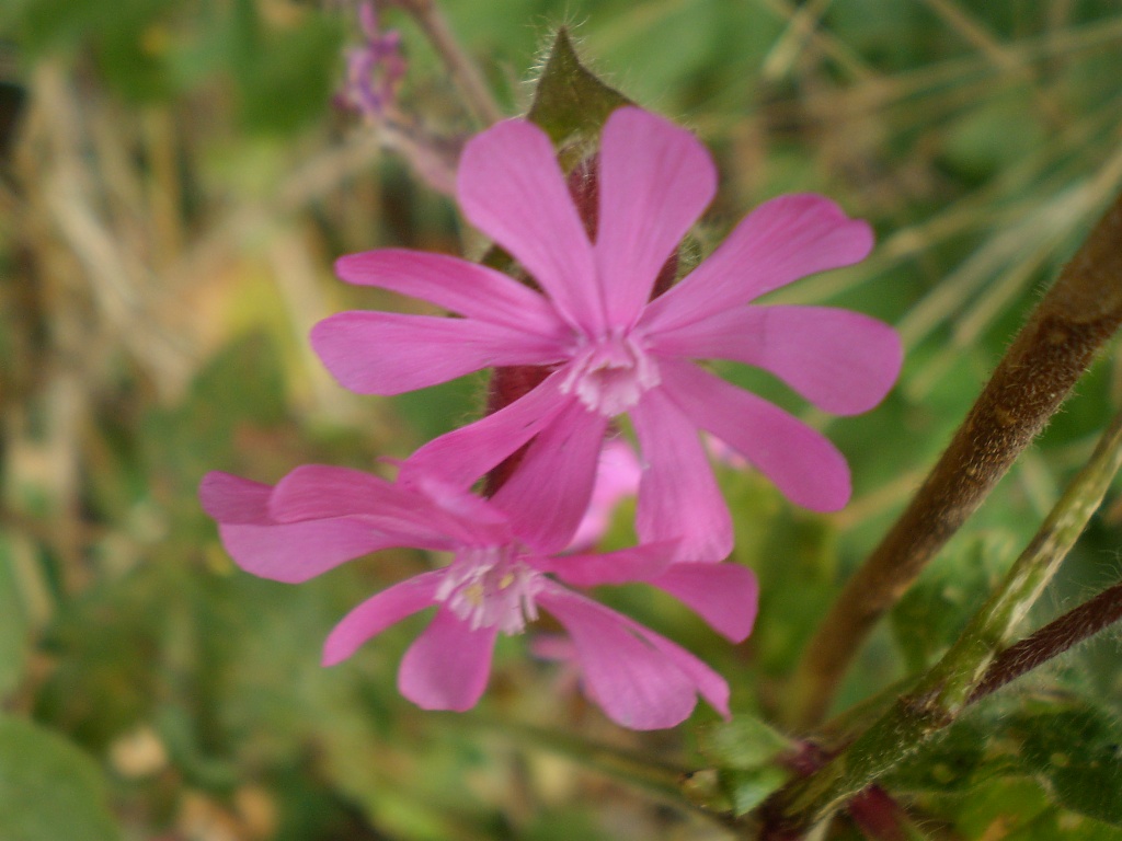 Red Campion . by snowy