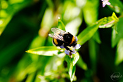 23rd Aug 2015 - Bumblebee