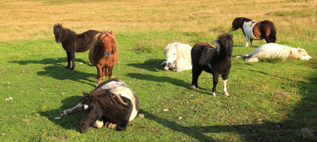 Shetland Ponies by lifeat60degrees