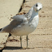 Inquisitive Ring-billed Gull (Immature) by rminer