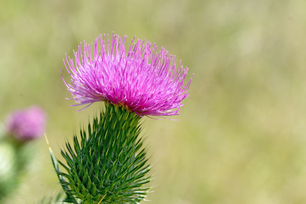 Pink Bull Thistle by rminer