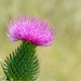 Pink Bull Thistle by rminer