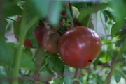 22nd Aug 2015 - tomatoes