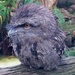 Tawny frogmouth  by sugarmuser