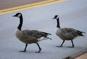 23rd Aug 2015 - 2015.08.23 Sunday, Canada Goose Crossing