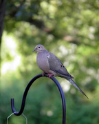 21st Aug 2015 - Mourning Dove