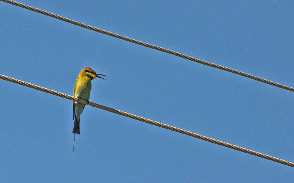 Rainbow Bee-Eater by annied