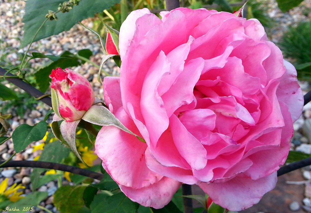 My Rose Garden by harbie