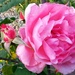 My Rose Garden by harbie