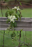 23rd Aug 2015 - flowering vine on fence rail