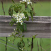 flowering vine on fence rail by randystreat