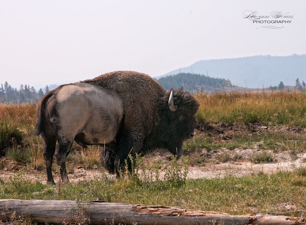Yellowstone Bison by lynne5477