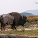 Yellowstone Bison by lynne5477