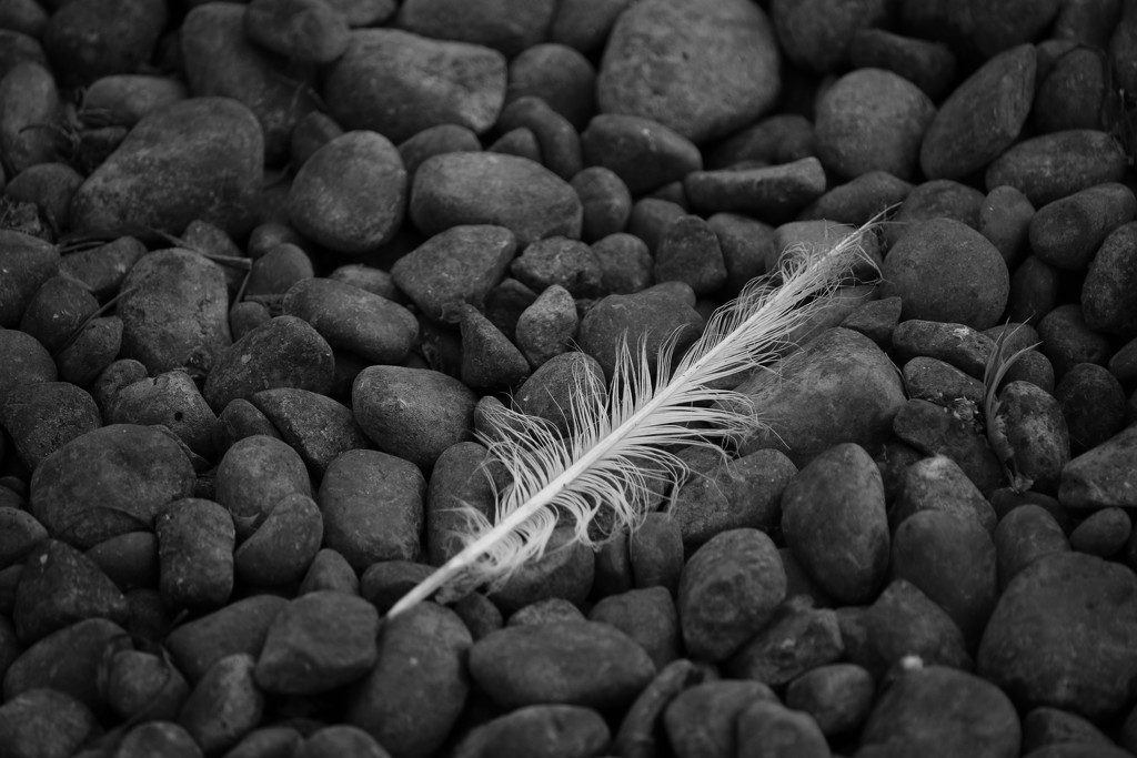 Feather by nanderson