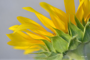 23rd Aug 2015 - Sunflower Petals