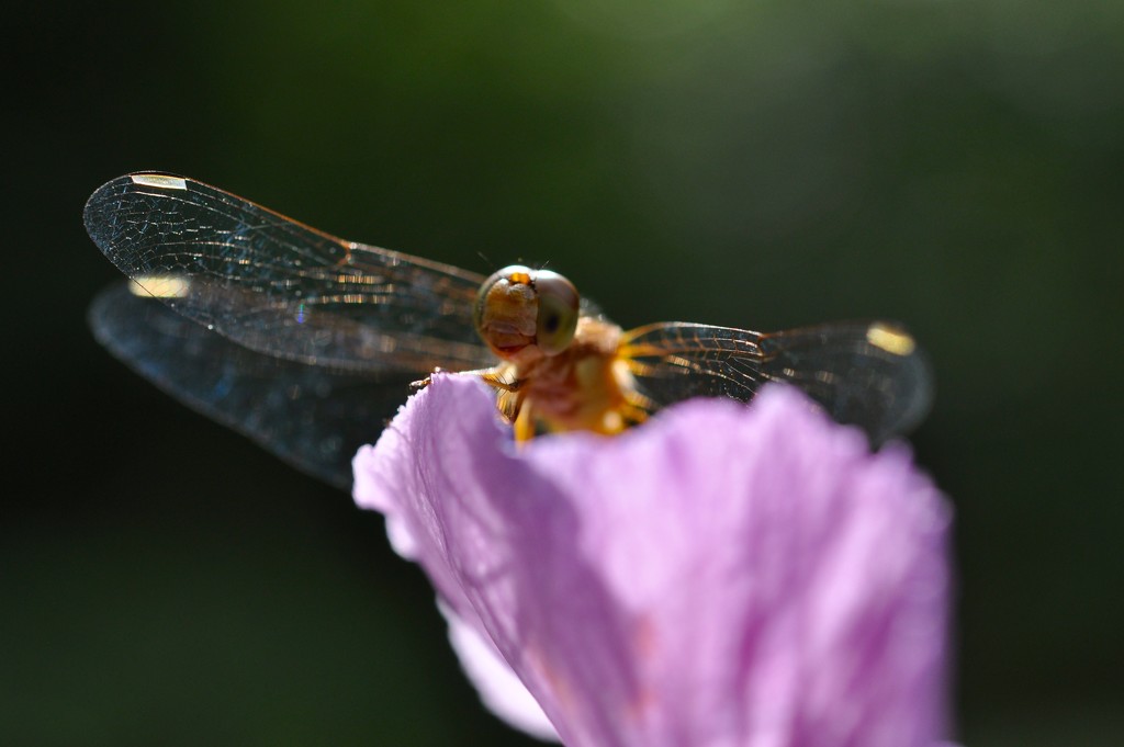 Dragonfly by frantackaberry