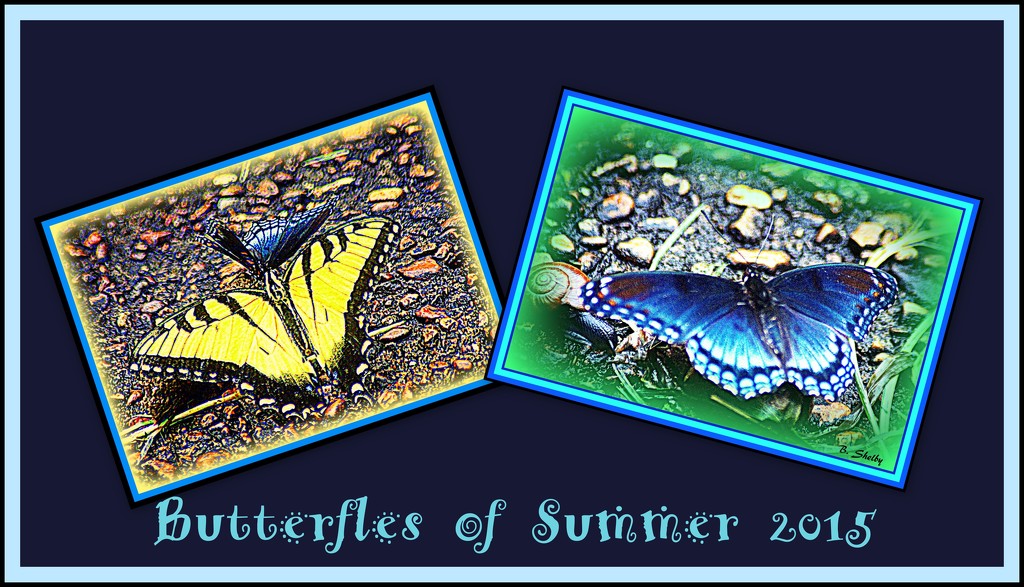 Butterflies of Summer by vernabeth