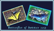 20th Aug 2015 - Butterflies of Summer