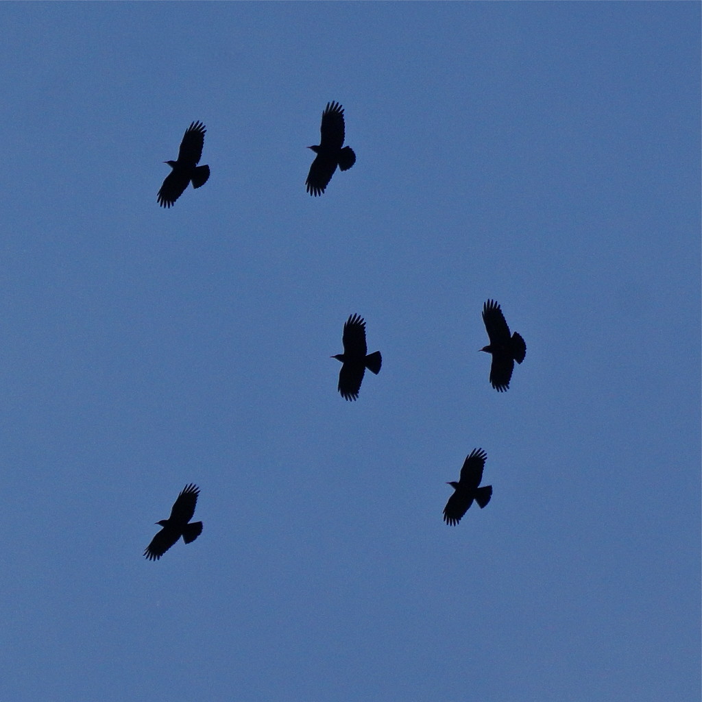 FLYING CHOUGHS by markp