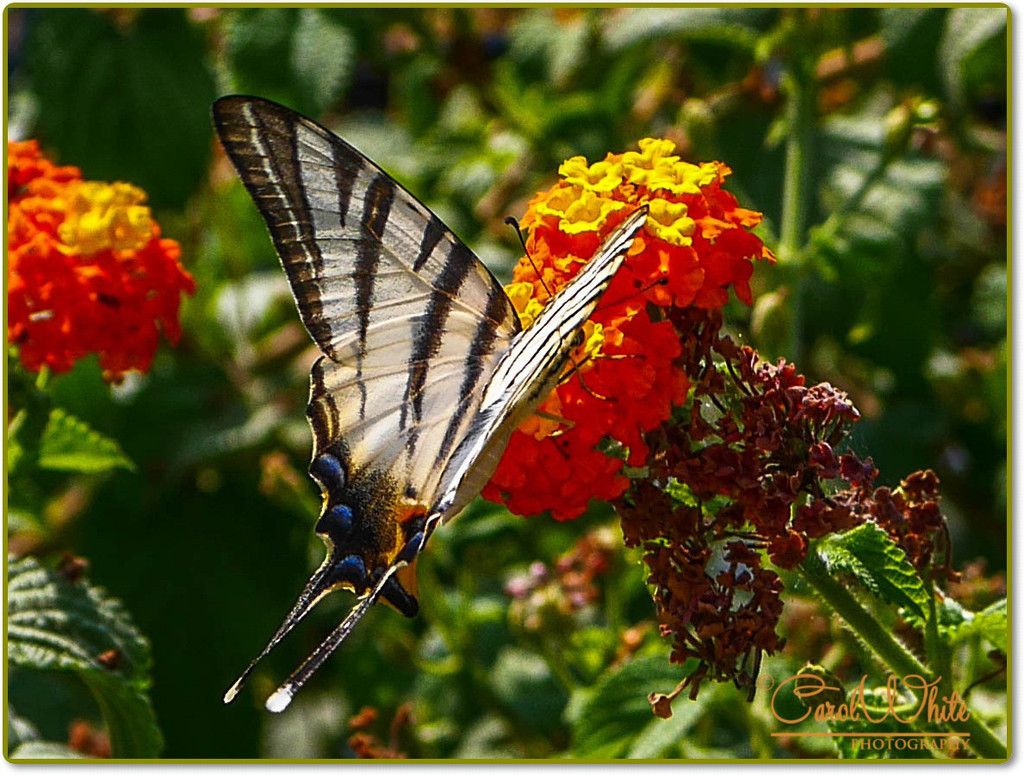 Swallowtail Butterfly by carolmw