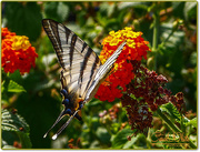 24th Aug 2015 - Swallowtail Butterfly