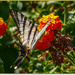 Swallowtail Butterfly by carolmw