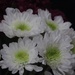19 August 2015 White indoor chrysanthemum by lavenderhouse