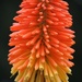 22 August 2015 Red Hot Poker, Kniphofia. Driving along I had to stop to capture this by lavenderhouse