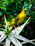 24th Aug 2015 - Cape Weaver