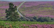 24th Aug 2015 - Bracken, Heather and towards Westerdale