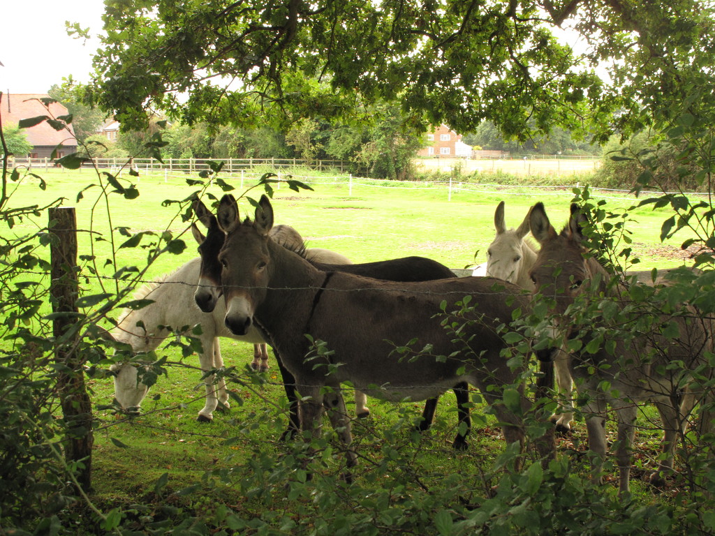 Donkey Shelter by davemockford