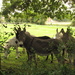 Donkey Shelter by davemockford