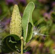 24th Aug 2015 - Fly Away Milk Weed